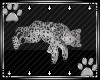 [Z] L P Leopard Pet
