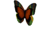 Butterfly Decor Orange