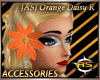 [AS] Orange Daisy R