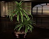 CP Palm Tree