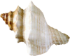 Seashell Med 2