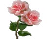 pink roses animated