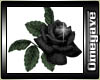 [OM]C&M Black Rose