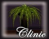 Luxury Clinic Plant