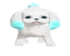 cute white puppy v2