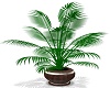 Palm Tree Planter