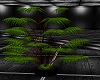 Black potted Plant