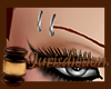 ⌡ Derivable Brows R