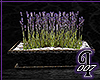 [Indi] Lavender Plant