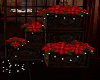 Christmas Poinsettias