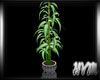 -CZ- Bamboo Plant