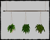 Hanging Flowers
