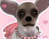 p. chihuahua