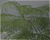 Ⱥ. Jasper Plant1