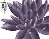 D+. Purple Lotus
