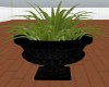 PLANT FOR LOFT R ANY