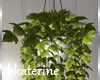 [kk] Bedroom Plant