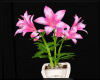 Pink Flowers/Light Pot