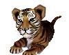 1P Tiger Cub Play