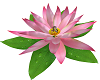 Animated Blossom