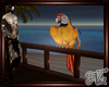 N2_Pirates parrot