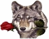 Wolf Whit Rose