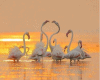 6v3| Flamingo Group