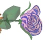 Pink blue glass rose