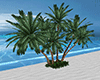 Secret Beach Palm Trees