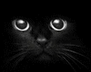 Black cat head frame