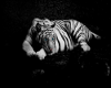 white tiger wall pic