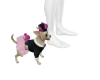 Chihuahua Dressed