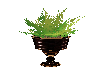 planter and plant