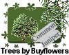 Common Juniper Tree