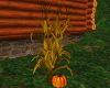 !T! Pumpkin Corn Stalk
