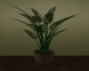 Indoor Palm Plant