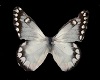 Butterfly Ore LG