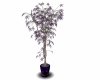 Purple Tiger Plant