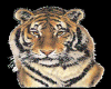 IB Tiger