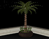 GL-Roof Top Palm Tree