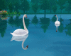white swan.
