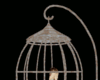 Cage NO Pose 1