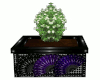 V4 Asian Flowering Bush
