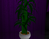 [AG] E Plant 7