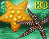 XB- SEA STAR ENHANCER 2
