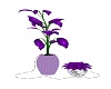 PURPLE PLANT