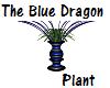 The Blue Dragon Plant
