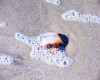 Jellyfish on the Beach