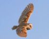 Barn Owl Feather