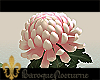 BN| LR Chrysanthemum